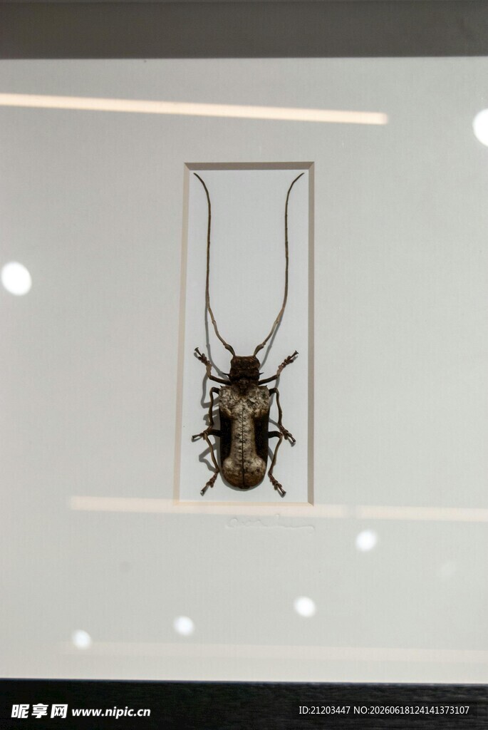 展示柜中的甲虫标本