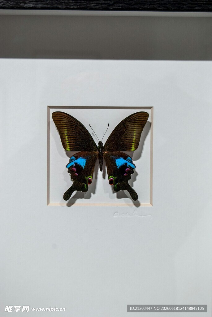 精美蝴蝶标本展示