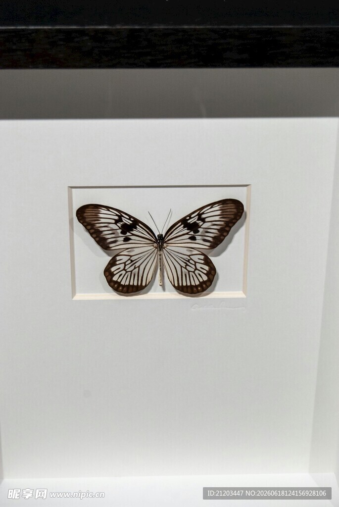 框中蝴蝶标本展示