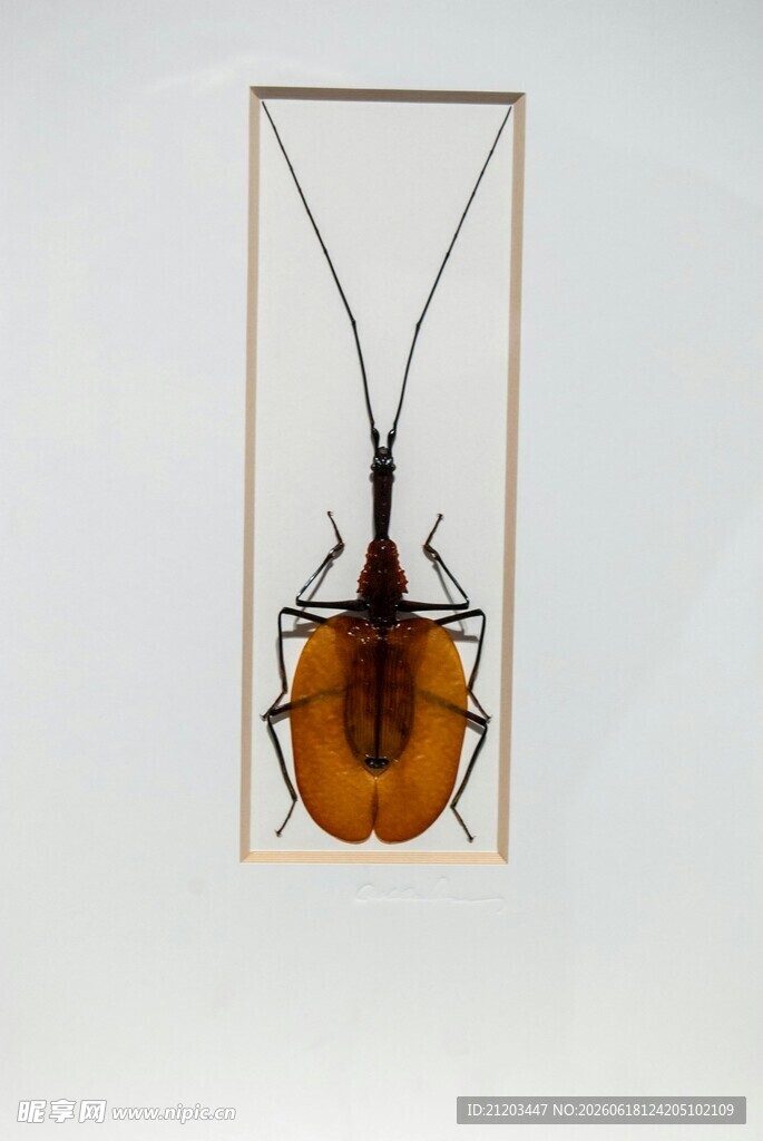 甲虫标本展示