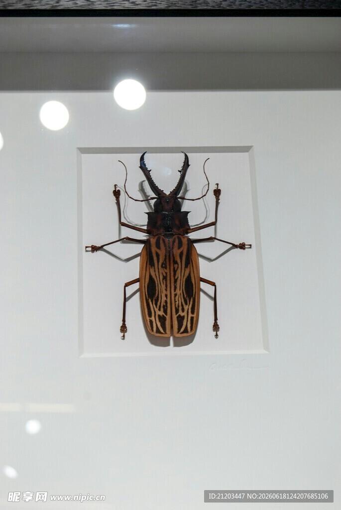 甲虫标本展示