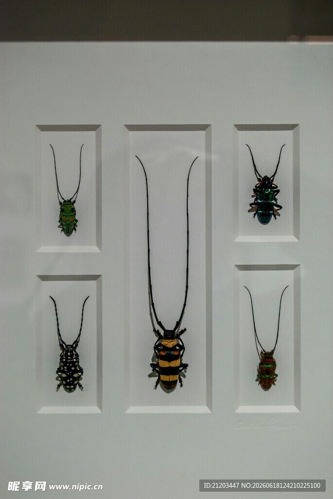 多样昆虫造型项链展示