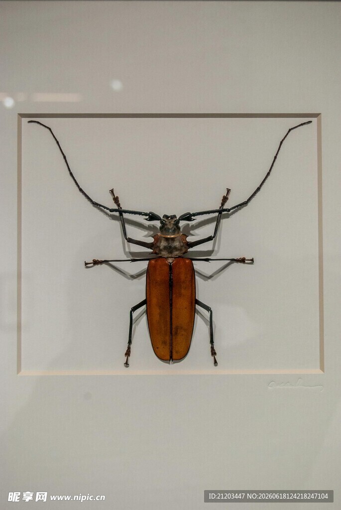 甲虫标本展示