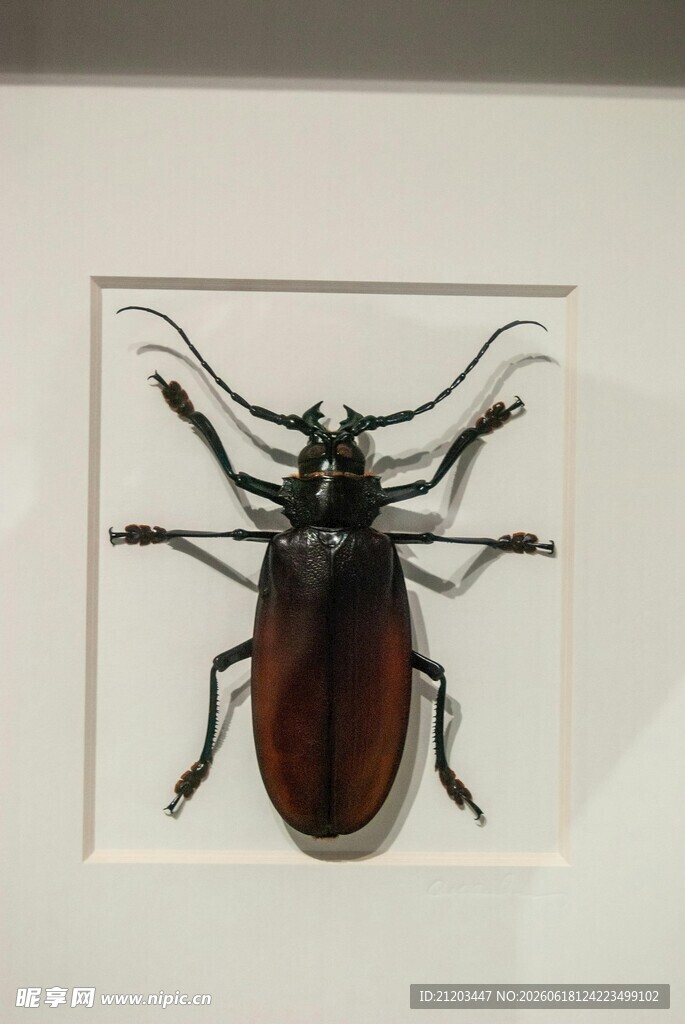 甲虫标本展示