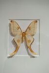 精美蝴蝶标本展示