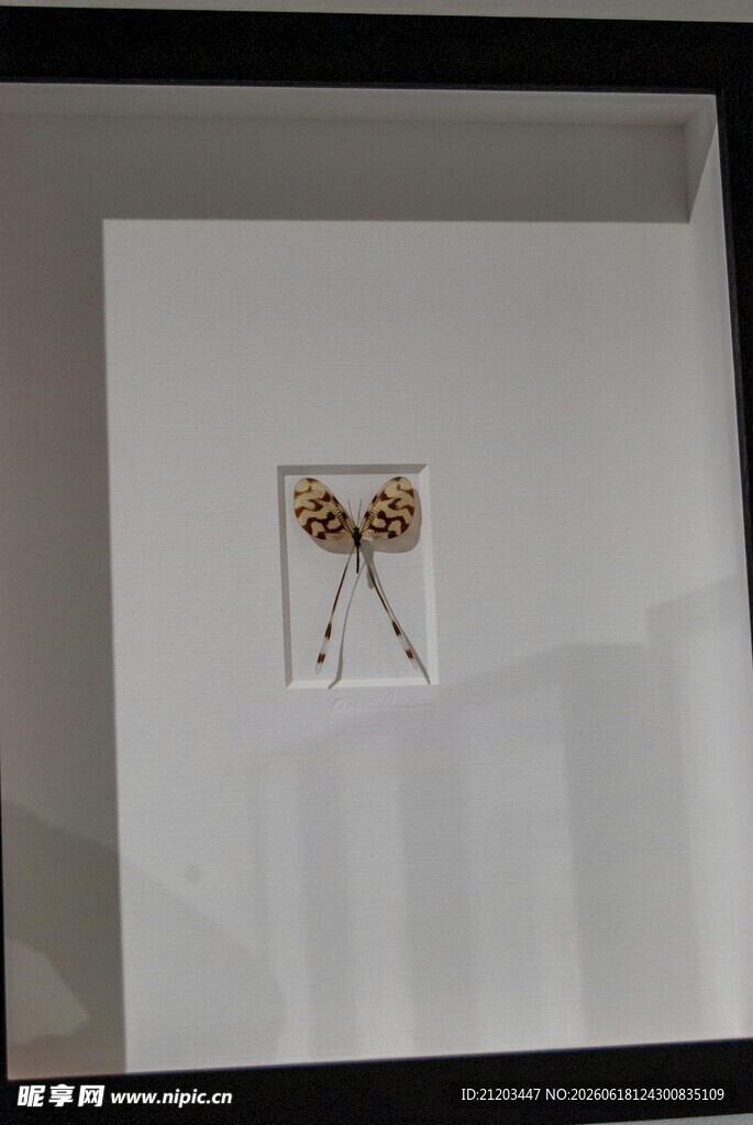 精致蝴蝶标本艺术展示