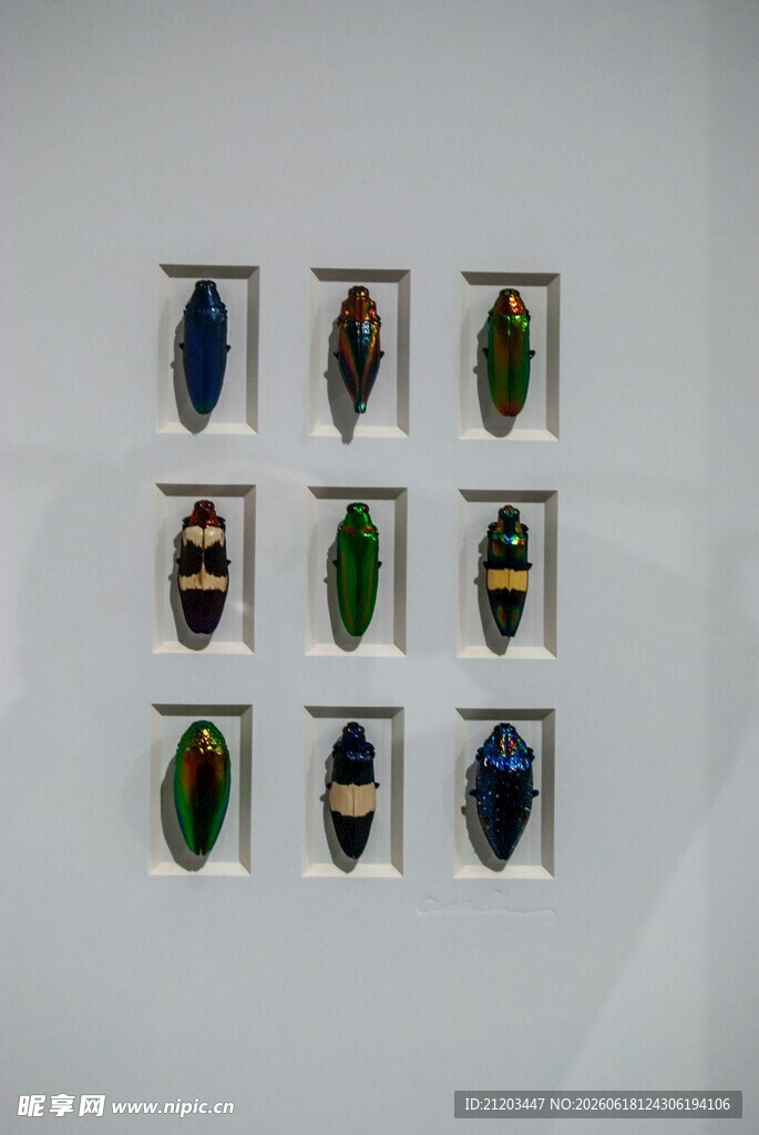 多彩甲虫标本展示