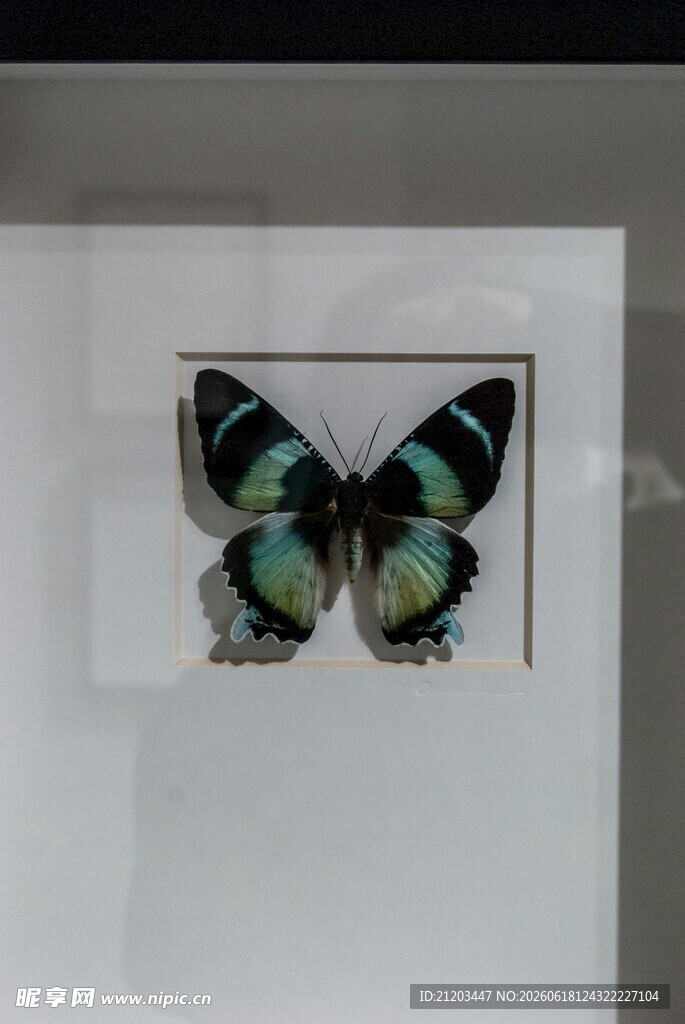 精美蝴蝶标本展示