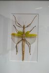透明展示盒中的奇特昆虫