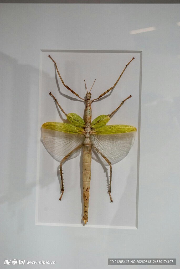 透明展示盒中的奇特昆虫