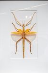精美昆虫标本展示
