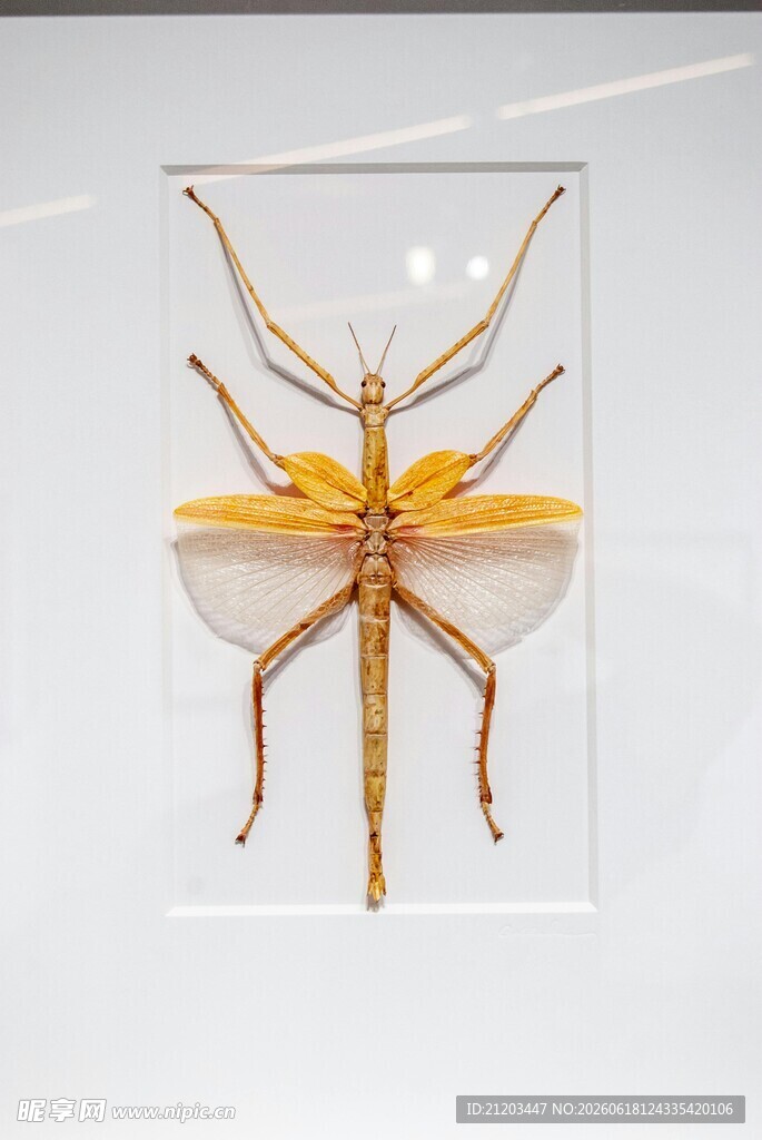 精美昆虫标本展示