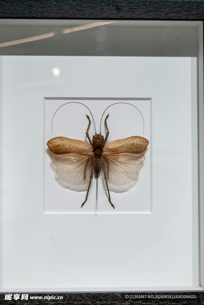昆虫标本艺术展示