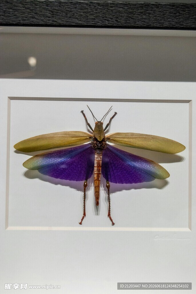 彩色蝶形昆虫标本展示