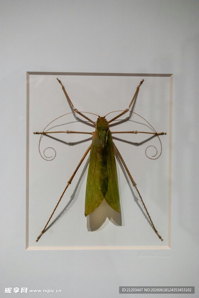 绿色长脚昆虫标本展示