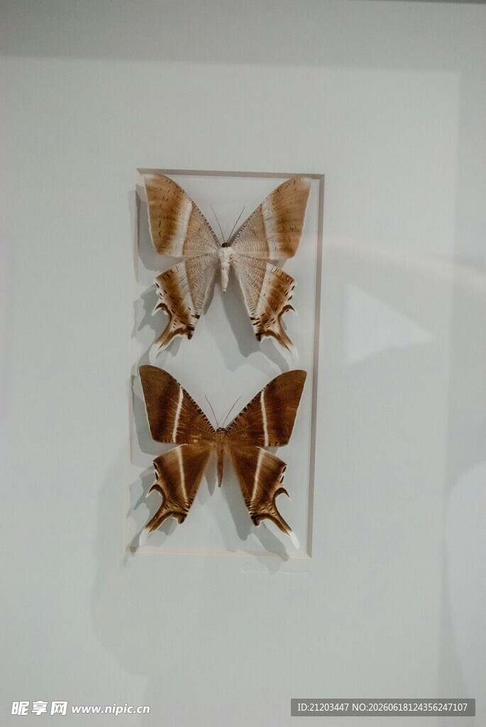 蝴蝶标本展示
