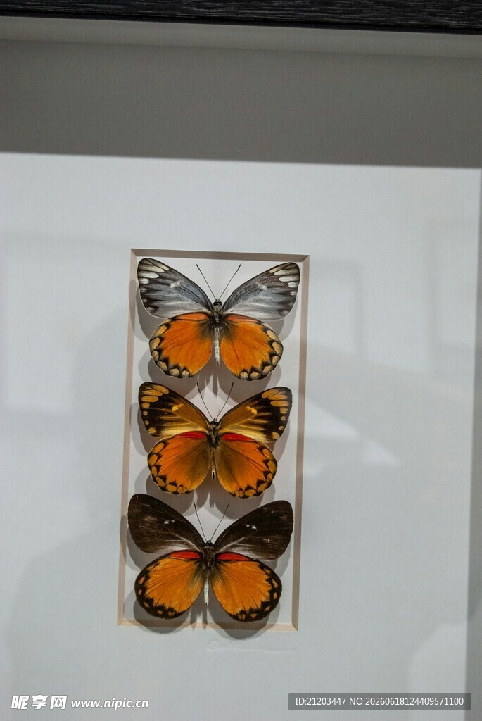 蝴蝶标本展示