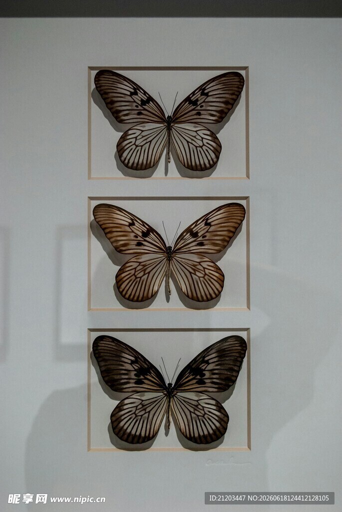 三只精美蝴蝶标本展示