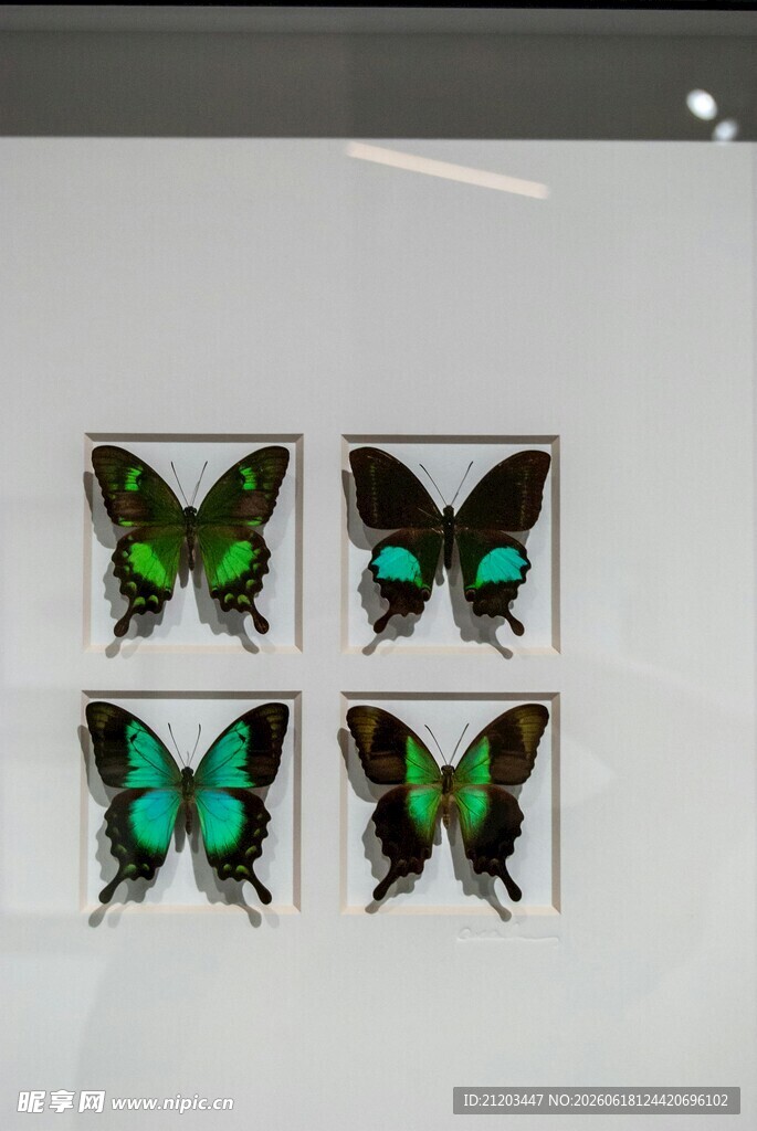 四只精美蝴蝶标本展示