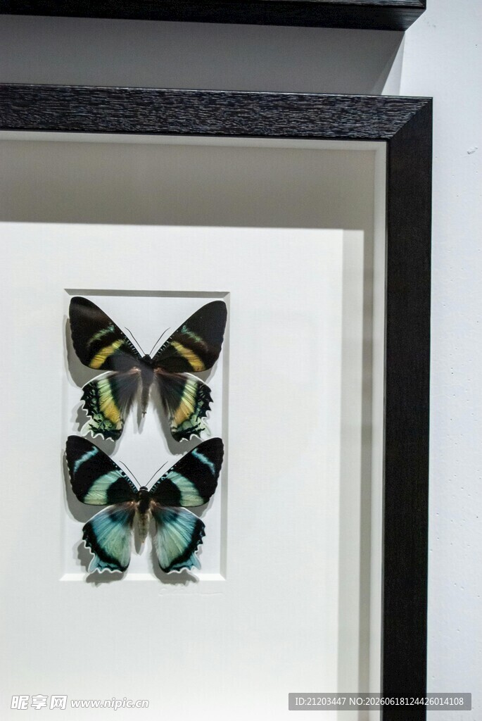 框中蝴蝶标本
