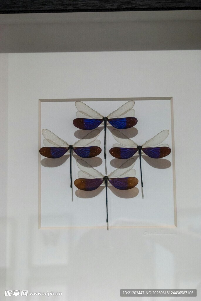 精致蜻蜓标本艺术展示