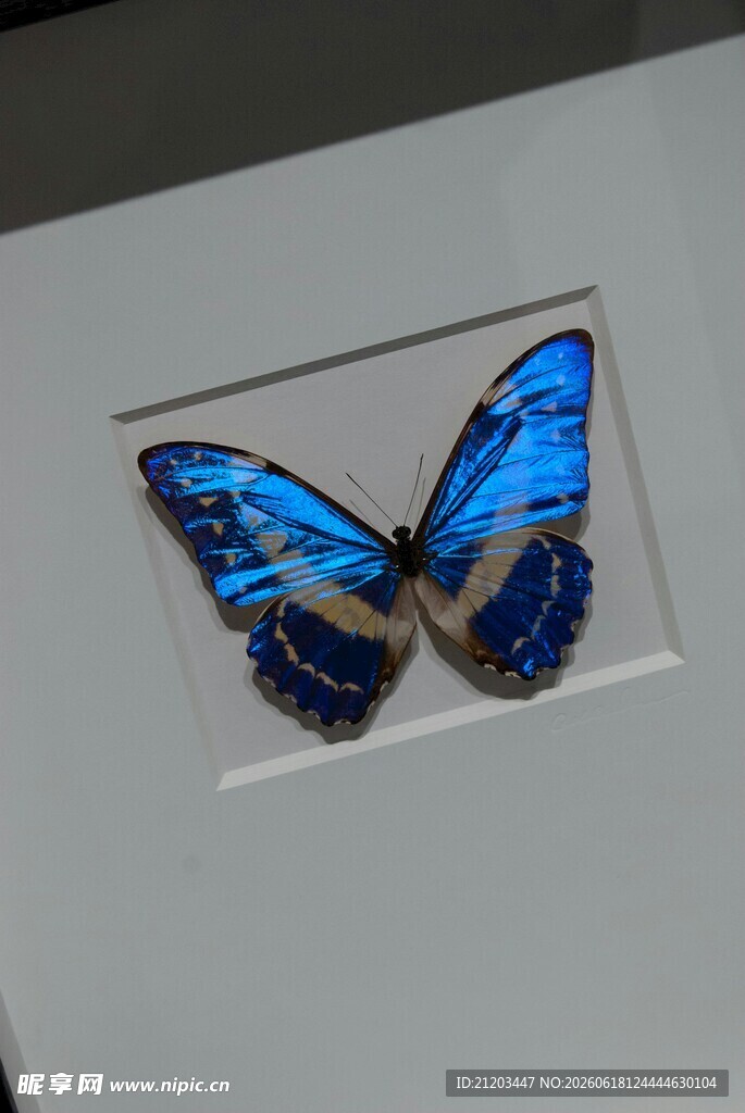 蓝色蝴蝶标本展示