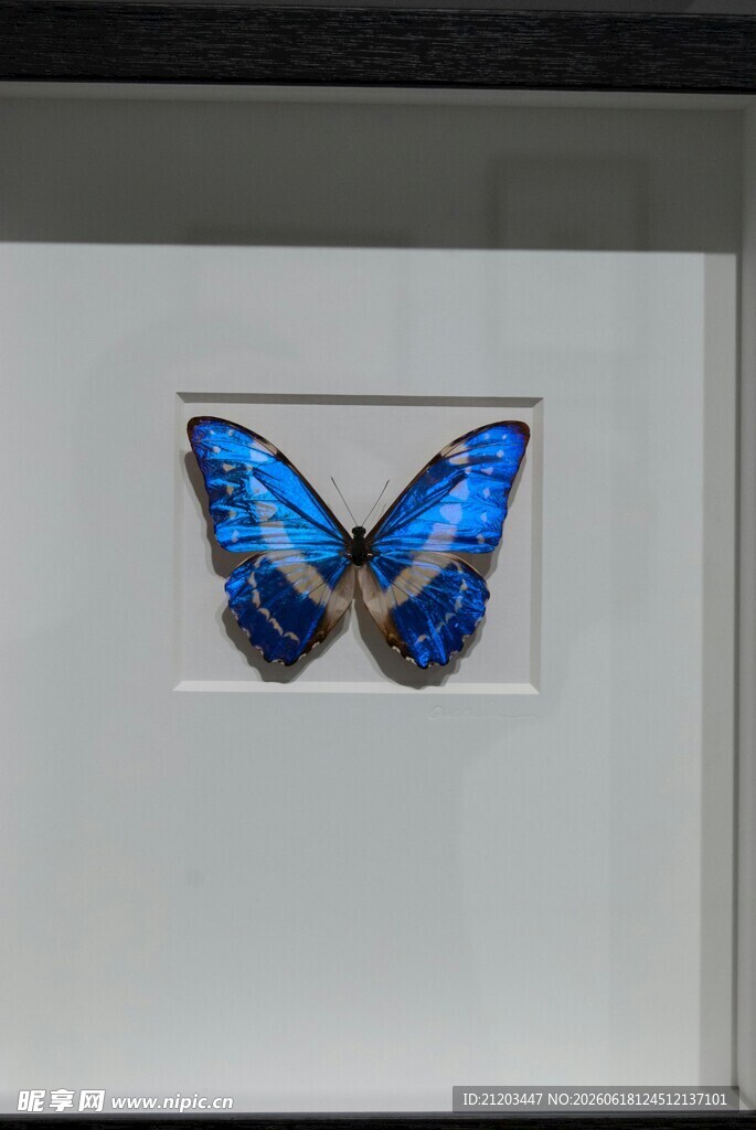 蓝色蝴蝶标本展示