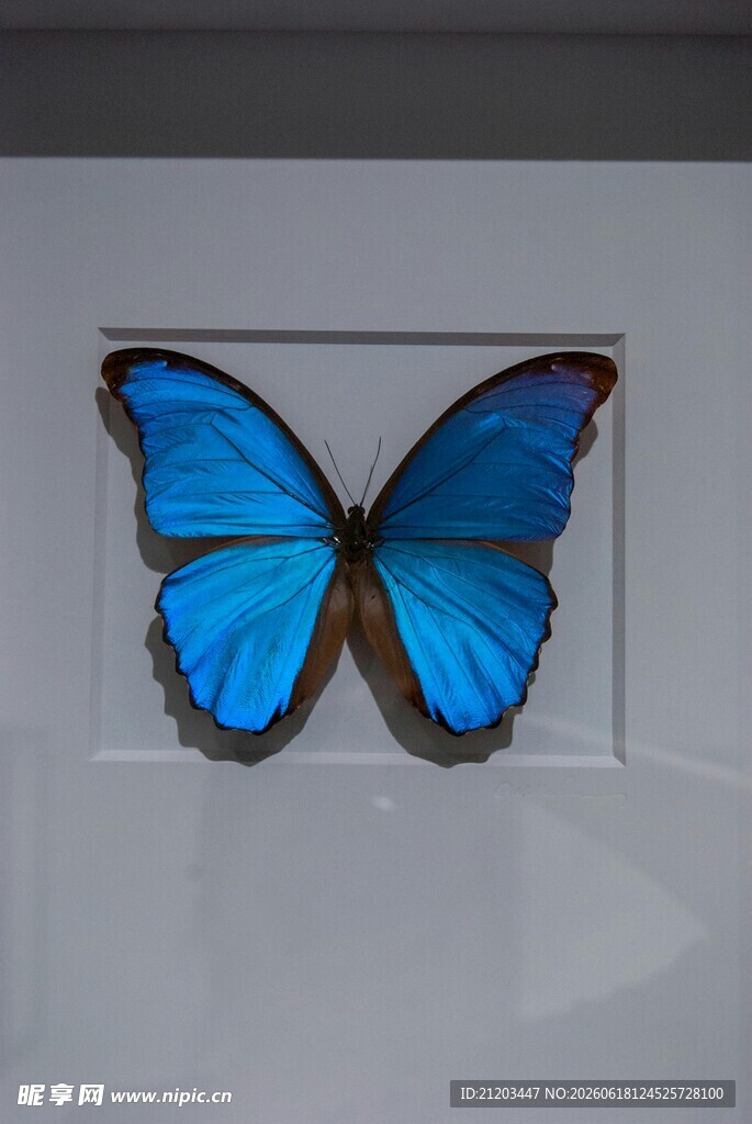 蓝色蝴蝶标本展示
