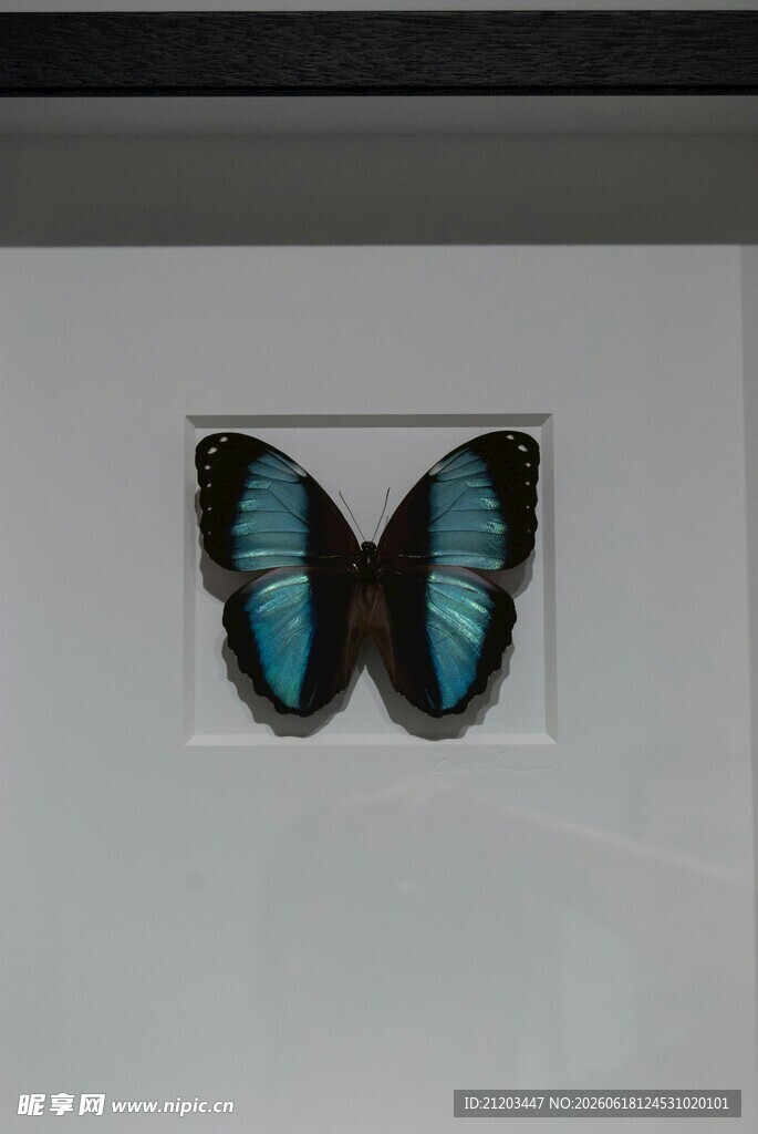 蓝黑蝴蝶标本展示
