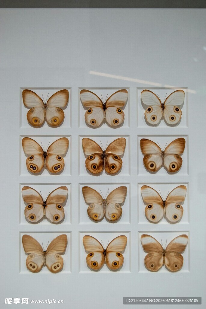 精美蝴蝶标本展示