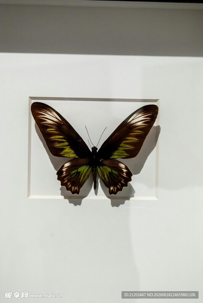 精美蝴蝶标本展示