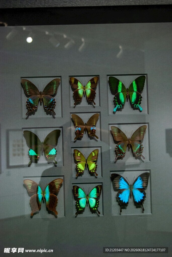 多彩蝴蝶标本展示