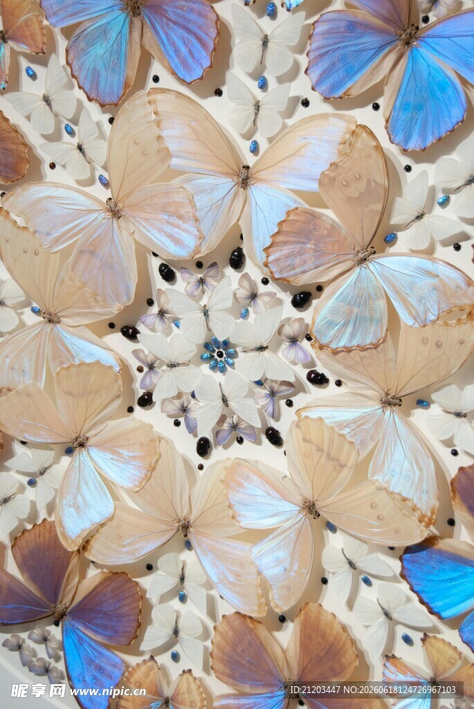 多彩蝴蝶聚集特写画面