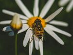 蜜蜂停留在雏菊上