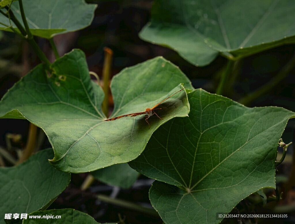 绿叶上的昆虫特写