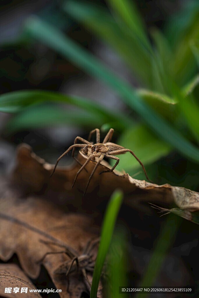 枯叶上的小蜘蛛
