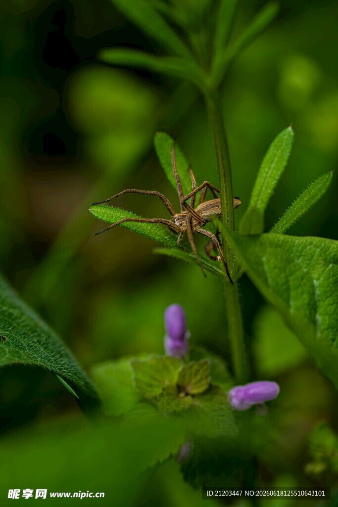 绿叶间的蜘蛛与紫色小花