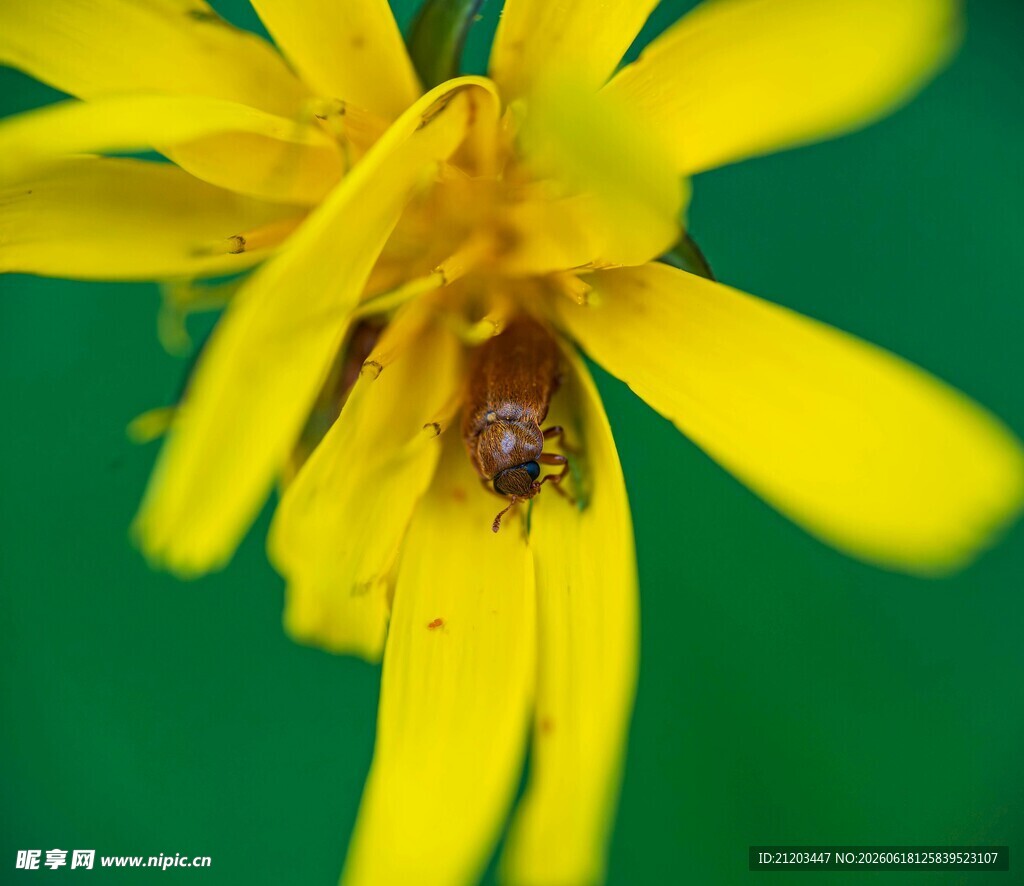 黄花中的甲虫特写