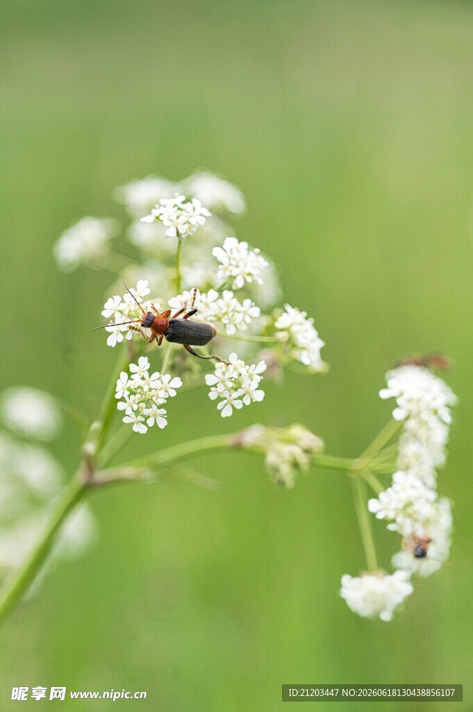 蜜蜂停驻小白花