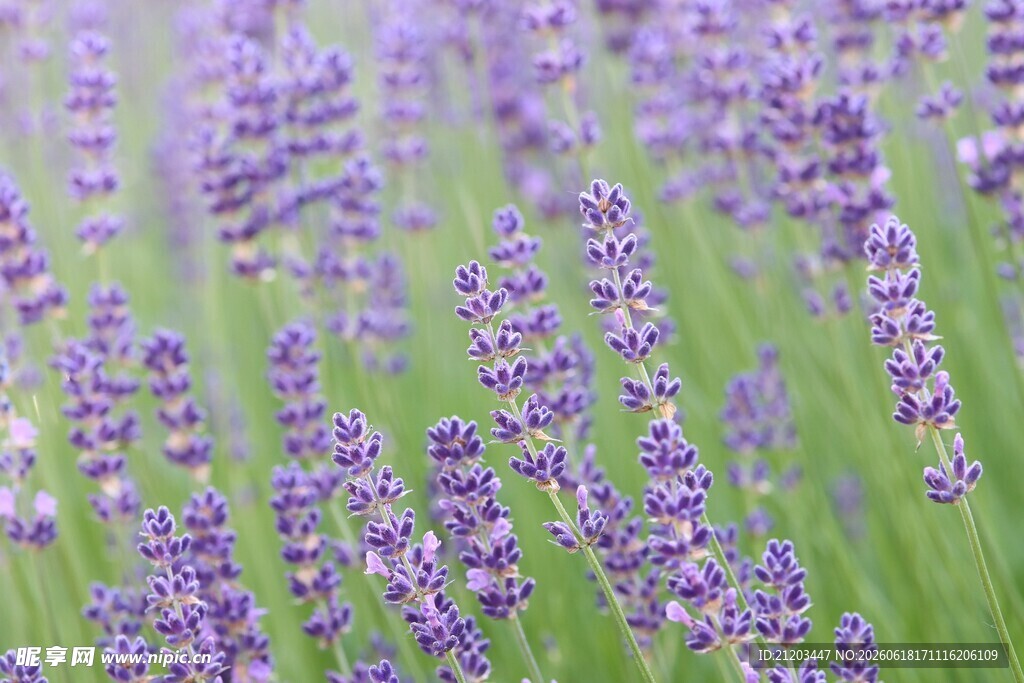 紫色薰衣草花海美景