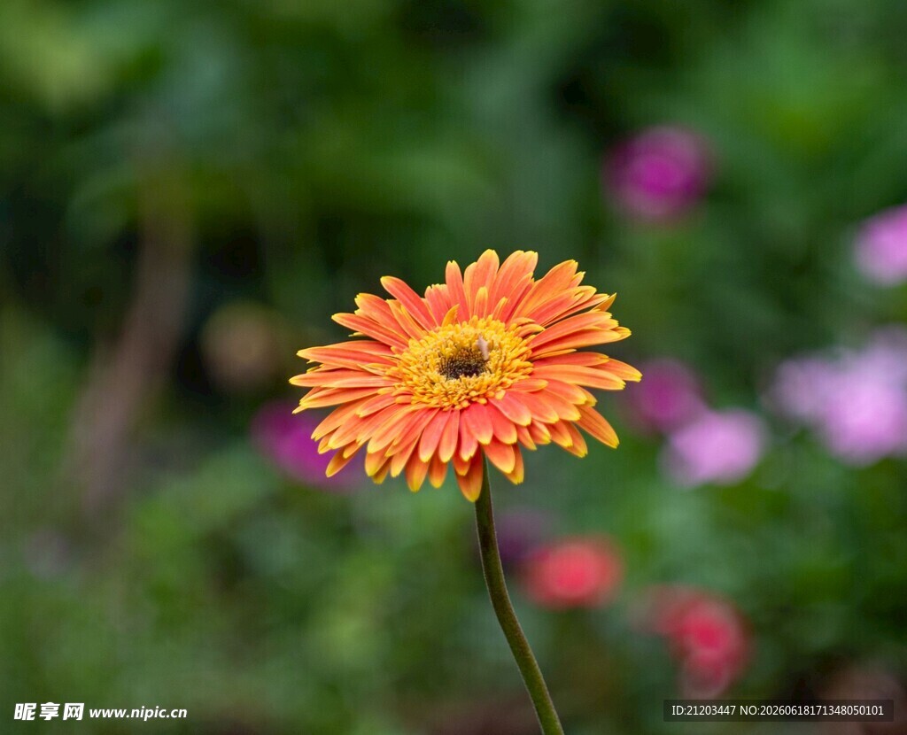 橙色雏菊绽放于绿意间