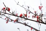 枝头红果映蓝天