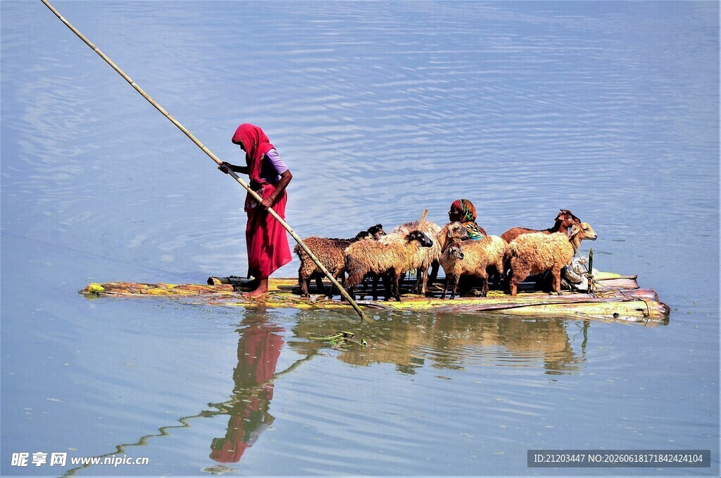 牧羊人水中赶羊群过河