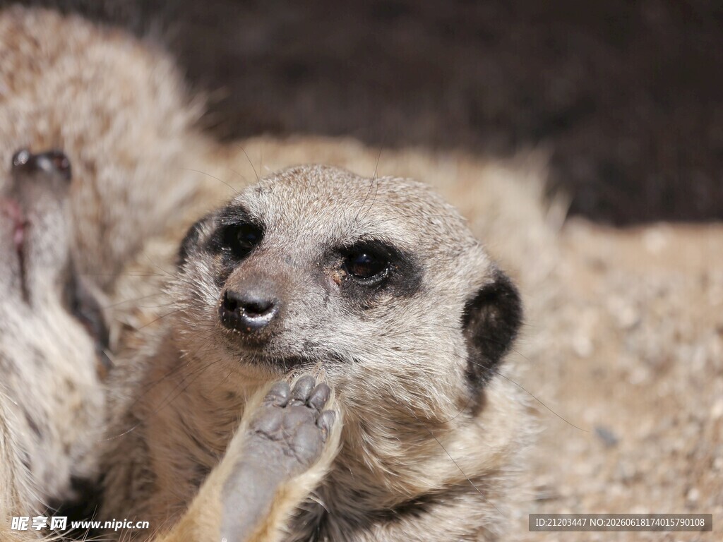 可爱狐獴近距离特写