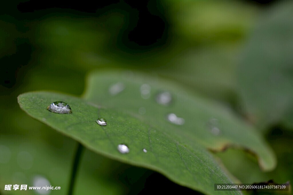 绿叶上的晶莹水珠