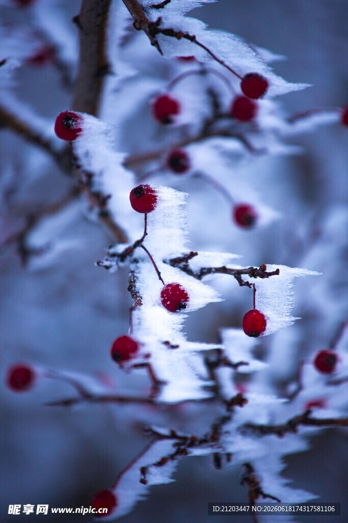 雪覆红果枝头美景
