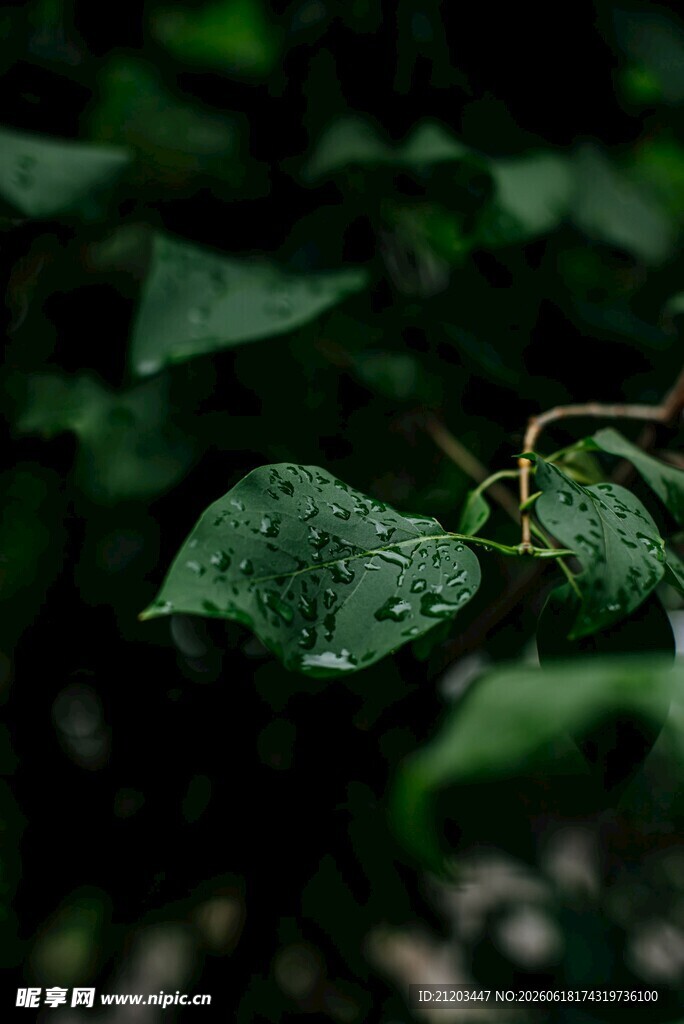 带水珠的翠绿叶片