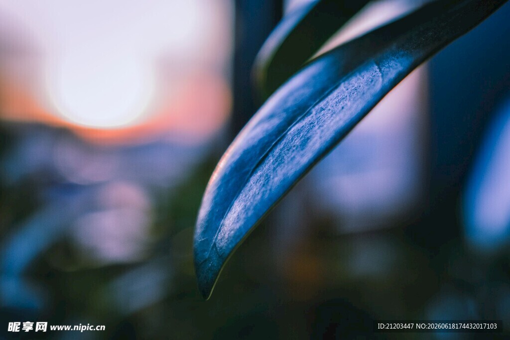 夕阳下的叶片特写