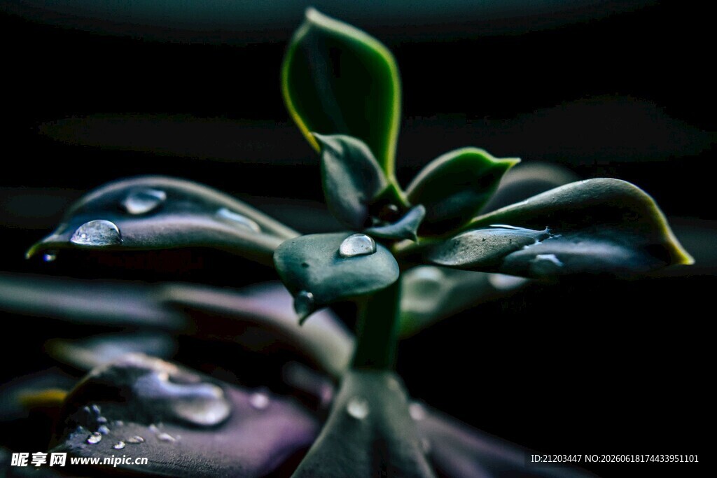 带露多肉植物的清新瞬间