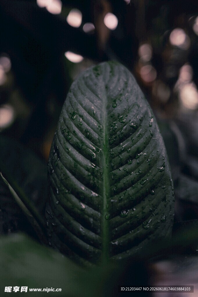 特写纹理清晰的绿叶